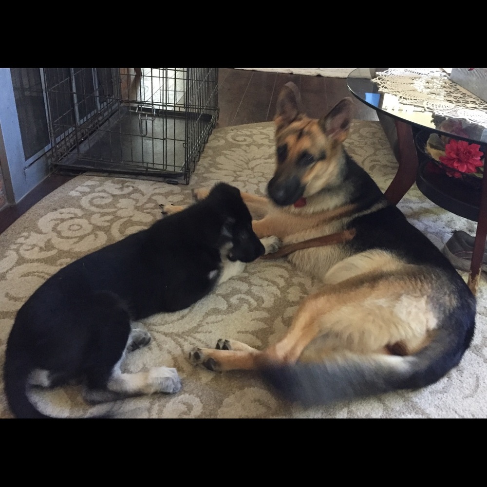 Meet your Posher, Susan